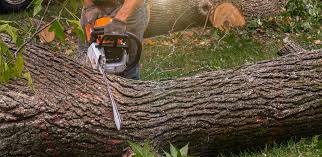Best Organic Lawn Care Solutions  in Placerville, CA
