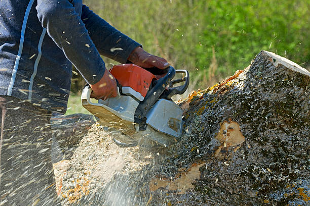 Best Emergency Tree Removal  in Placerville, CA