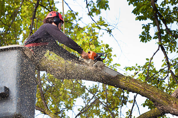 Best Utility Line Clearance  in Placerville, CA